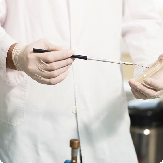 Lab technician in a white coat and gloves holding a probe and petri dish in a clinical laboratory