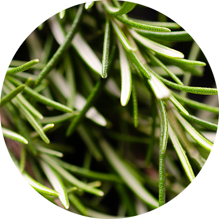 Rosemary