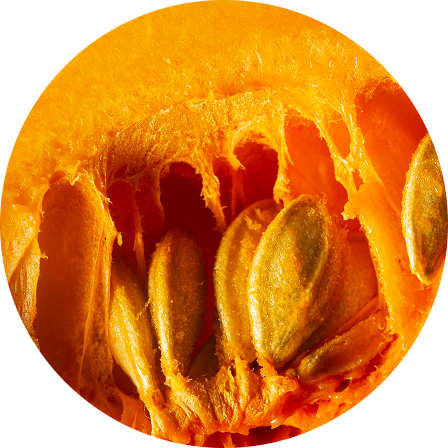 Pumpkin Seed