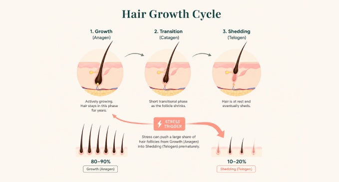 Hair growth cycle diagram showing growth, transition, and shedding phases, with stress triggering premature shedding